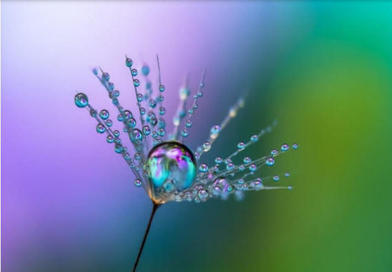Thistle head with irridescent water drops on it