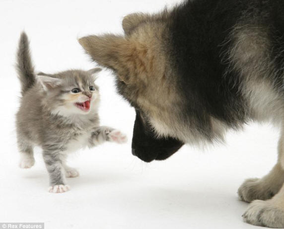 Kitten and Dog Standoff